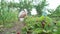 Out of focus woman doing gardening. a woman in the garden collects strawberries.