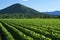 Outback agricultural and farming field.