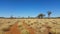 Outback Australia Landscape Red Desert Sand and Dry Arid Grasslands