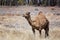 Outback Australian Camel