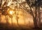 Outback Awakening: Sunrise over Misty Gum Trees in the Australian Wilderness