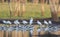 Outback billabong with birds early morning