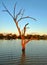 Outback billabong tree at sunset