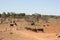 Outback Cattle