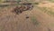 Outback cattle mustering with herd of cattle