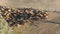 Outback Cattle Mustering with herd of cattle