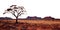 Outback sunset landscape. Australia outback plains. Transparent PNG. tree growing in the Australian outbacks.