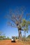 Outback track with 4WD vehicle and boab tree at the dry season with blue sky at the Kimberleys - Western Australia