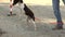 Outbred black and white dog on a leash jumps over a chain on his hind legs at the command of the owner. Curious animals