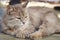 Outbred fluffy cat is dozing. Portrait of a gray cat