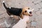 Outdoor Activities For dog puppy Beagles. Games to play with puppies. How to Entertain puppy and adult Beagle. Cute