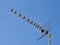 Outdoor amplified Yagi antenna with blue sky in the background