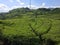 Outdoor beautiful green landscape at Bandung Tea Plantation during sunny day.