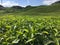 Outdoor beautiful green landscape at Bandung Tea Plantation during sunny day.