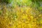 Outdoor blooming field Utricularia