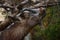 Outdoor brown goat foraging scene