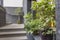 Outdoor cafe entrance with green plants on facade, stairs