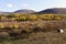 Outdoor camp tent in Field and forest in autumn