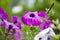 Outdoor care. bright purple color flower. flowerbed in summer. spring beauty and freshness. gardening and greenhouse concept.