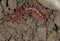 Outdoor Centipede in Summer brown dirt