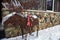 Outdoor Christmas and Winter Moose Decoration