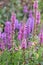 Outdoor close up image of a field of purple loosestrife taken in a garden on a summer day with natural