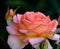 Outdoor color floral portrait of a blooming flowering apricot orange and pink rose with blossoms and buds on blurred green