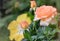 Outdoor color portrait of an apricot orange and pink rose with blossoms and buds taken in the garden w