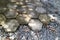 outdoor concrete paving floor with a hexagon shape, filled with moss, with a little gravel beside it