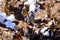 Outdoor cotton plants ready for picking