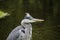 Outdoor detailed portrait of a single hunting heron