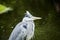 Outdoor detailed portrait of a single hunting heron