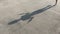 Outdoor exercise. Young athlete jumping rope, shadow on the asphalt.