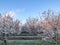 Outdoor Field of Orchards Blooming During Spring 2019