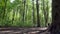 Outdoor Fitness Enthusiast: Girl Running through the Picturesque Park Landscape