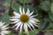 Outdoor floral color macro portrait of a wide open single isolated white coneflower / echinacea blossom o