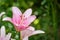 Outdoor floral color macro of a single isolated sunlit bright pink white lily blossom with rain drops on the petals