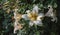 Outdoor floral color macro of a single isolated sunlit white yellow lily blossom on natural blurred colorful garden background