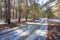 Outdoor forest scene in a melting snow