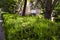 Outdoor garden edge hedge plant pine thuja sapling
