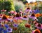 Outdoor garden filled with echinacea flowers