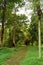 Outdoor garden pathway at University of the Philippines in Diliman, Quezon City, Philippines