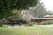 Outdoor grills and park area at Ravine Gardens State Park Palatka, FL. USA