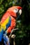 Outdoor head portrait of beautiful red ara (ara chloropterus)