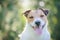 Outdoor headshot portrait of happy Jack Russell Terrier dog with nice bokeh