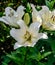 Outdoor image of a blooming open white lily with several blossoms on green natural background