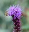 Outdoor image of  a single isolated violet liatris / blazing star blossom with a bee full of pollen