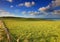 Outdoor landscape in New Zealand - Grass field und