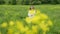 Outdoor leisure activity of one little gilr in white clothes pick yellow flowers on summer green field