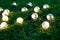 Outdoor light LED bulbs on green grass, garden or patio